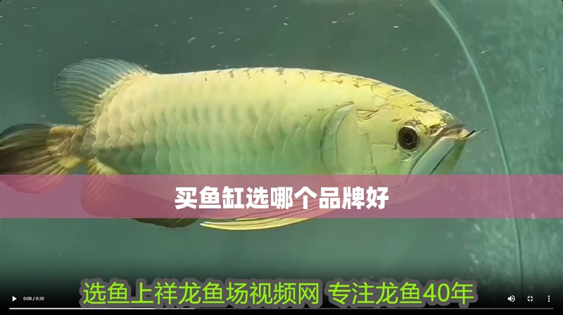 買魚缸選哪個品牌好 買魚缸選哪個品牌好 魚缸百科