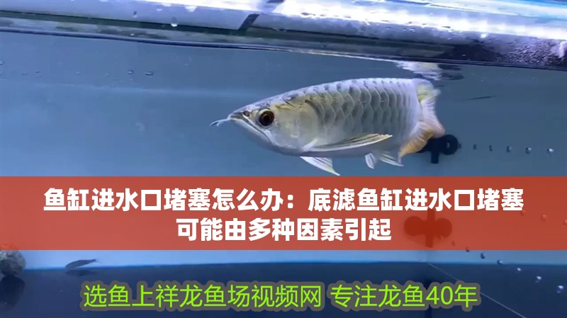 魚缸進水口堵塞怎么辦：底濾魚缸進水口堵塞可能由多種因素引起 魚缸進水口堵塞怎么辦：底濾魚缸進水口堵塞可能由多種因素引起 魚缸百科