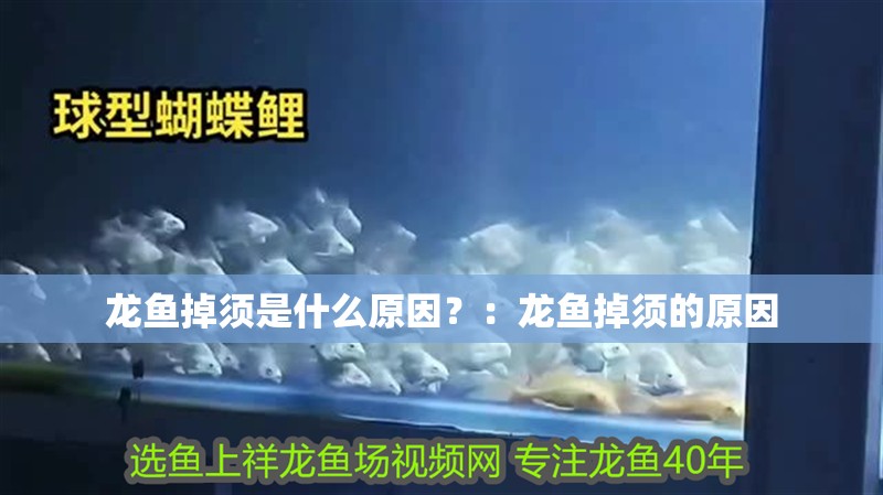 龍魚掉須是什么原因？：龍魚掉須的原因