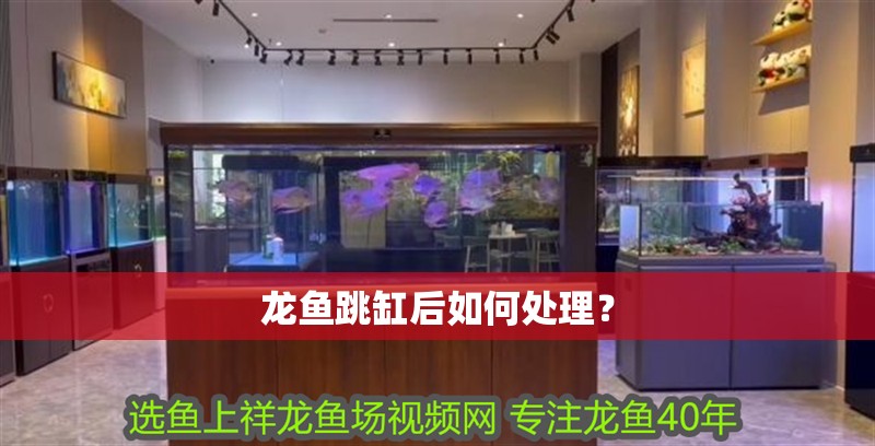 龍魚跳缸后如何處理？