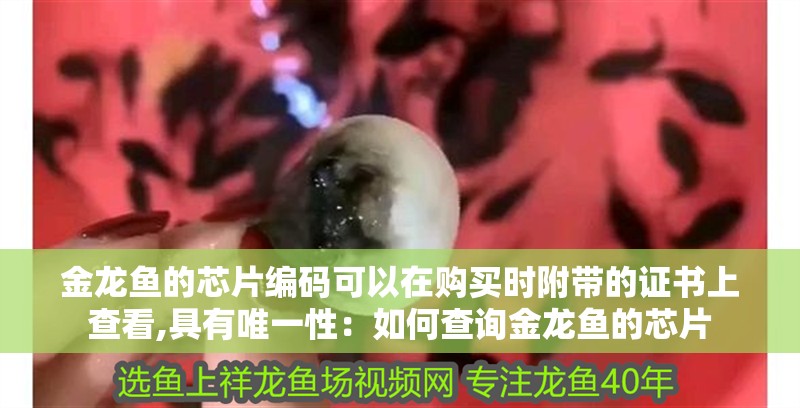 金龍魚的芯片編碼可以在購買時附帶的證書上查看,具有唯一性：如何查詢金龍魚的芯片
