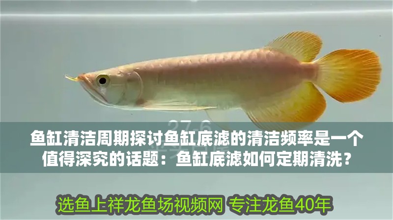魚缸過濾器選購指南:自制魚缸過濾器魚缸上置過濾器對于養魚愛好者的必備知識 魚缸清潔周期探討魚缸底濾的清潔頻率是一個值得深究的話題:魚缸底濾如何定期清洗? 魚缸百科 魚缸清潔周期探討魚缸底濾的清潔頻率是一個值得深究的話題:魚缸底濾如何定期清洗? 魚缸清潔周期探討魚缸底濾的清潔頻率是一個值得深究的話題:魚缸底濾如何定期清洗? 魚缸百科