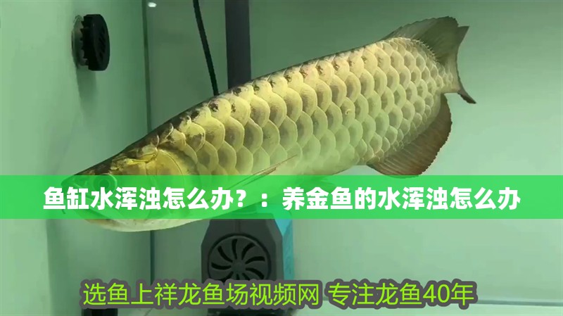 魚缸水渾濁怎么辦？：養金魚的水渾濁怎么辦