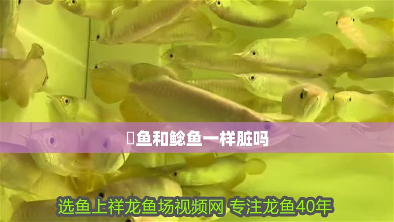 鮰魚和鯰魚一樣臟嗎