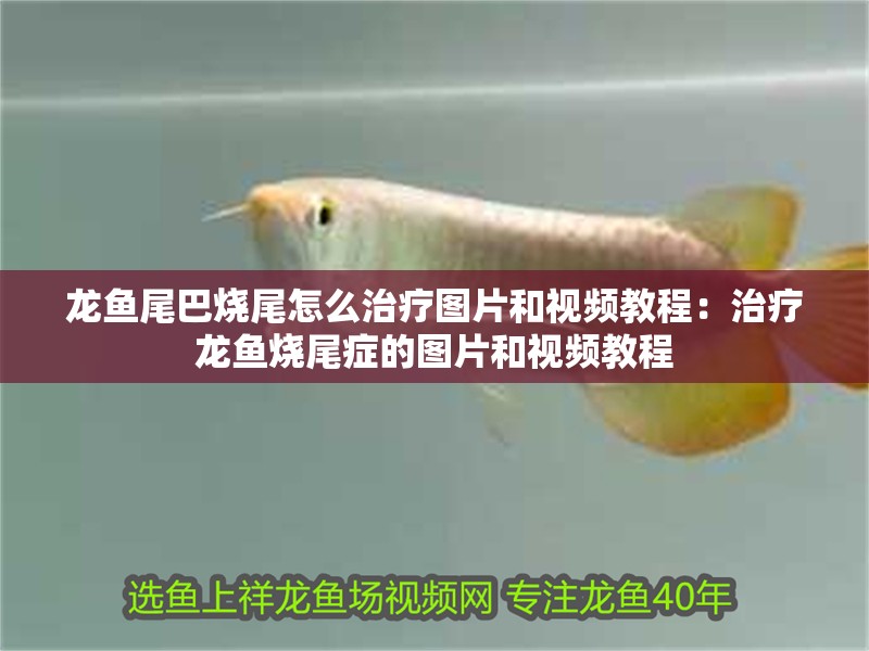 龍魚尾巴燒尾怎么治療圖片和視頻教程：治療龍魚燒尾癥的圖片和視頻教程