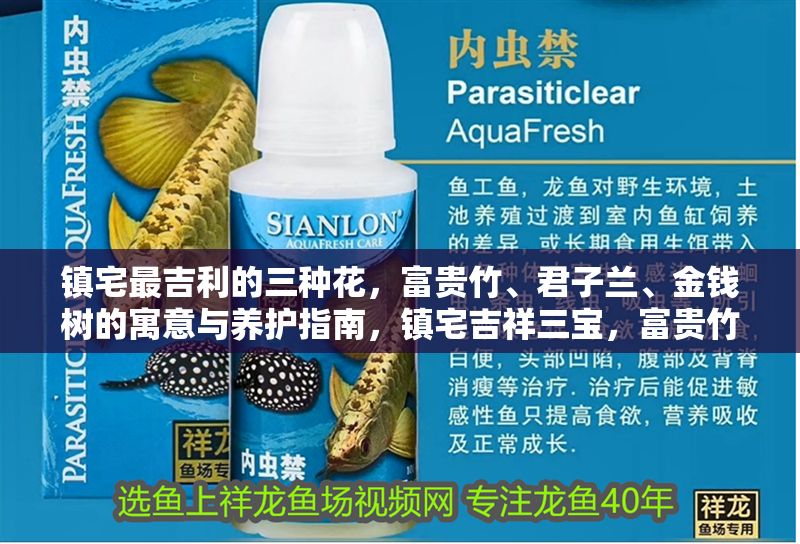 鎮宅最吉利的三種花，富貴竹、君子蘭、金錢樹的寓意與養護指南，鎮宅吉祥三寶，富貴竹、君子蘭、金錢樹的寓意與養護全解析