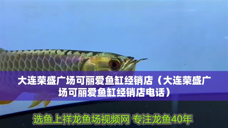 大連榮盛廣場可麗愛魚缸經銷店（大連榮盛廣場可麗愛魚缸經銷店電話）