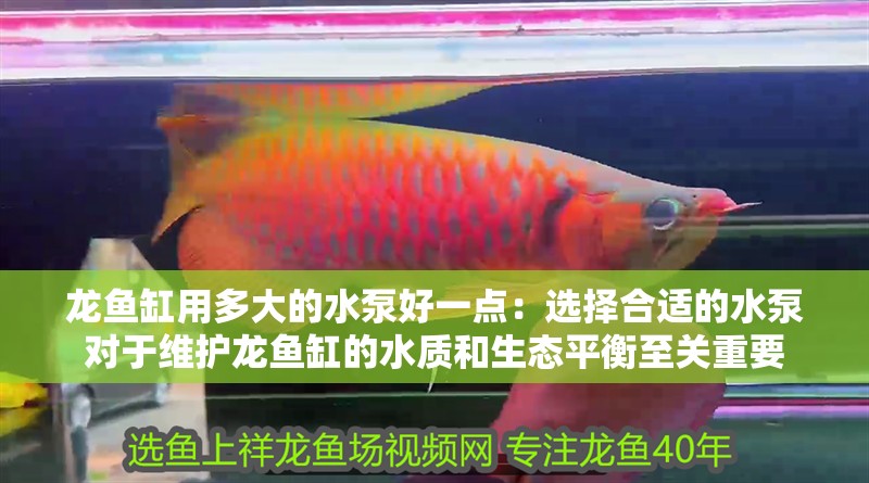 龍魚缸用多大的水泵好一點：選擇合適的水泵對于維護龍魚缸的水質和生態平衡至關重要