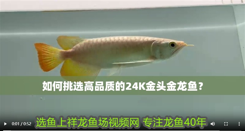 如何挑選高品質(zhì)的24K金頭金龍魚(yú)？