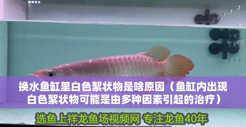 換水魚缸里白色絮狀物是啥原因（魚缸內(nèi)出現(xiàn)白色絮狀物可能是由多種因素引起的治療）