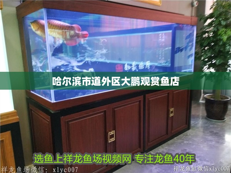 哈爾濱市道外區大鵬觀賞魚店