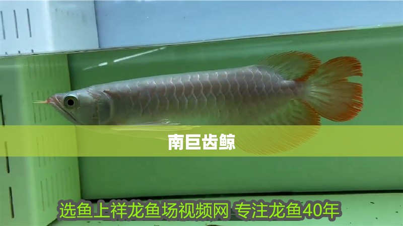 南巨齒鯨