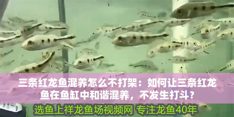 三條紅龍魚混養怎么不打架：如何讓三條紅龍魚在魚缸中和諧混養，不發生打斗？