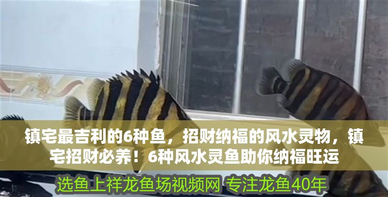 鎮宅最吉利的6種魚，招財納福的風水靈物，鎮宅招財必養！6種風水靈魚助你納福旺運