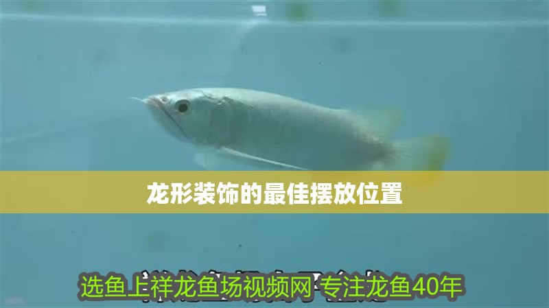 龍形裝飾的最佳擺放位置