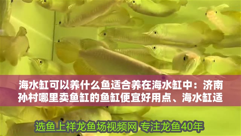 海水缸可以養什么魚適合養在海水缸中：濟南孫村哪里賣魚缸的魚缸便宜好用點、海水缸適合養什么魚