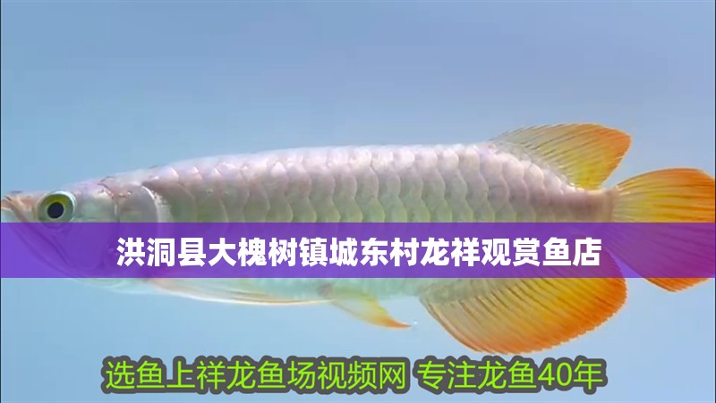洪洞縣大槐樹鎮城東村龍祥觀賞魚店 洪洞縣大槐樹鎮城東村龍祥觀賞魚店 全國水族館企業名錄