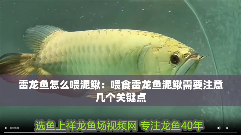 雷龍魚怎么喂泥鰍：喂食雷龍魚泥鰍需要注意幾個(gè)關(guān)鍵點(diǎn)
