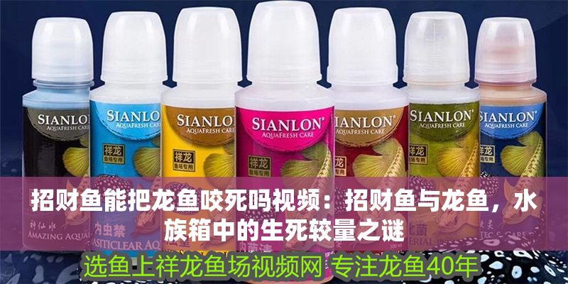 招財魚能把龍魚咬死嗎視頻：招財魚與龍魚，水族箱中的生死較量之謎
