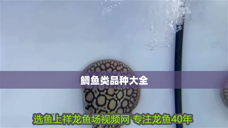鯛魚類品種大全