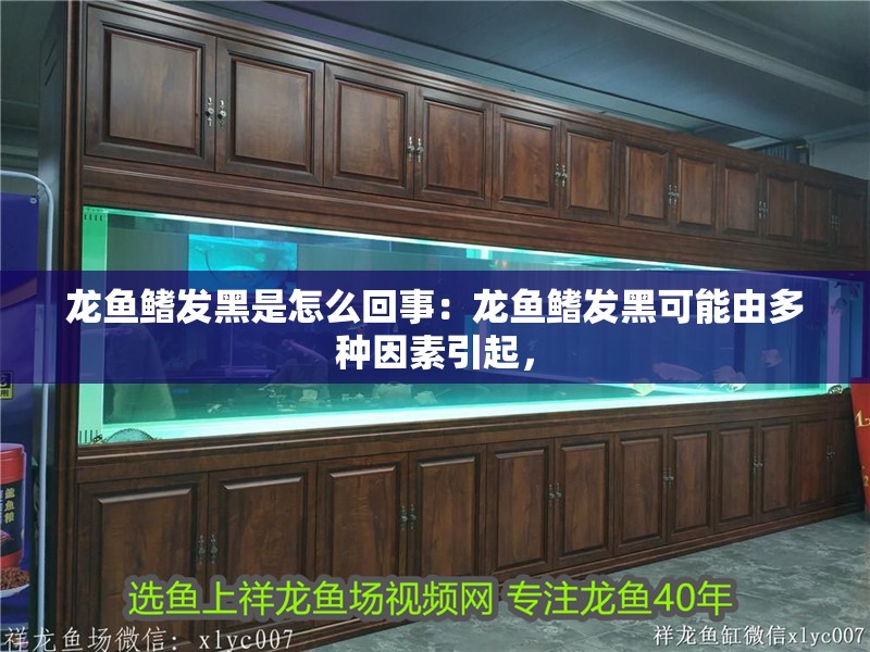 龍魚鰭發黑是怎么回事：龍魚鰭發黑可能由多種因素引起，