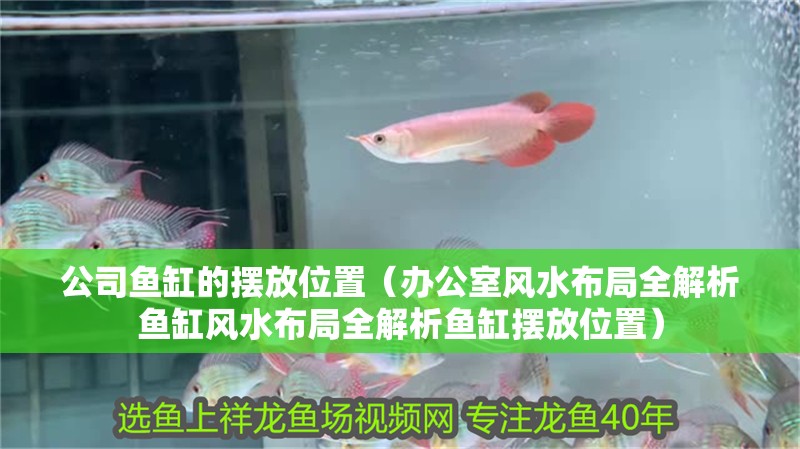 公司魚缸的擺放位置（辦公室風水布局全解析魚缸風水布局全解析魚缸擺放位置）
