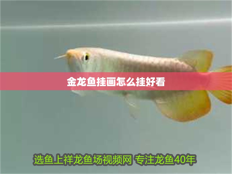金龍魚掛畫怎么掛好看