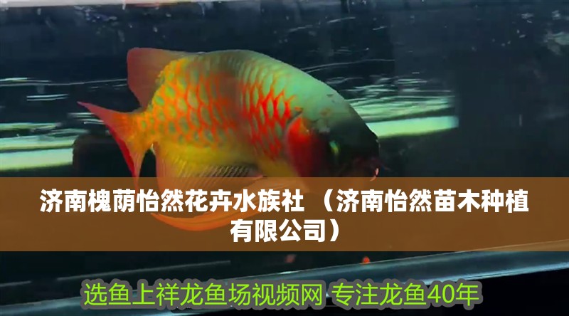 濟(jì)南槐蔭怡然花卉水族社 （濟(jì)南怡然苗木種植有限公司）