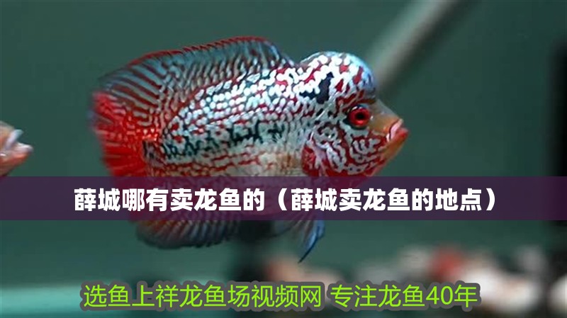 薛城哪有賣龍魚的（薛城賣龍魚的地點(diǎn)）