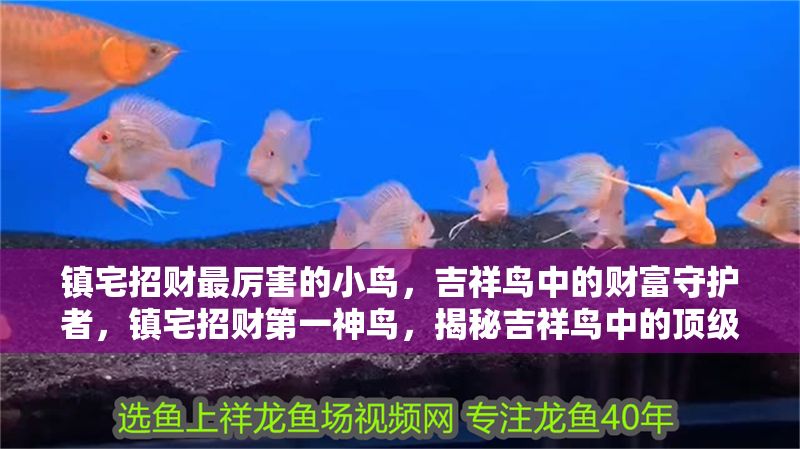 鎮宅招財最厲害的小鳥，吉祥鳥中的財富守護者，鎮宅招財第一神鳥，揭秘吉祥鳥中的頂級財富守護者