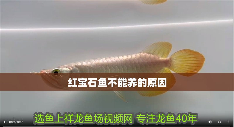 紅寶石魚不能養的原因 紅寶石魚不能養的原因 龍魚論壇