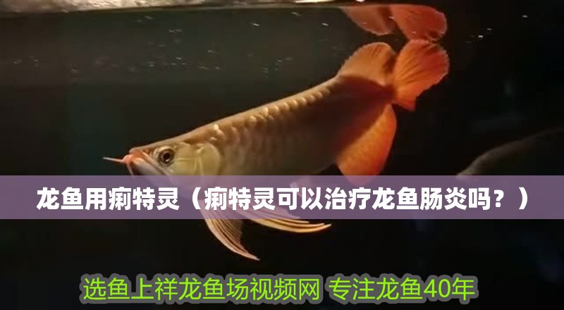 紅龍魚(yú)用黃燈烤有用嗎 龍魚(yú)用痢特靈(痢特靈可以治療龍魚(yú)腸炎嗎?) 龍魚(yú)百科 龍魚(yú)用痢特靈(痢特靈可以治療龍魚(yú)腸炎嗎?) 龍魚(yú)用痢特靈(痢特靈可以治療龍魚(yú)腸炎嗎?) 龍魚(yú)百科