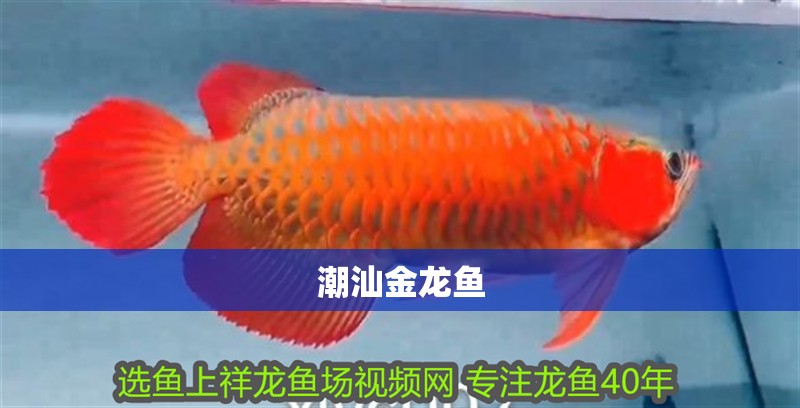 潮汕金龍魚