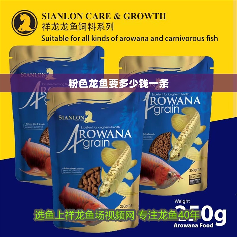 紅龍魚用黃燈烤有用嗎 粉色龍魚要多少錢一條 龍魚論壇 粉色龍魚要多少錢一條 粉色龍魚要多少錢一條 龍魚論壇