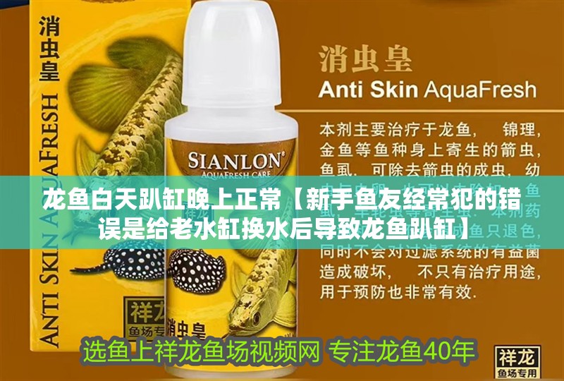 龍魚白天趴缸晚上正常【新手魚友經常犯的錯誤是給老水缸換水后導致龍魚趴缸】
