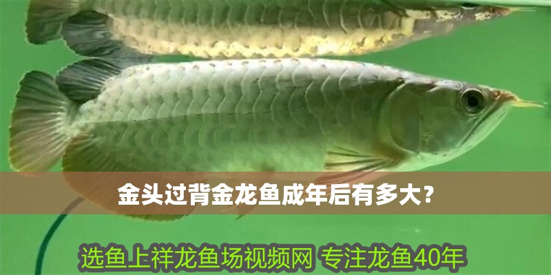 金頭過背金龍魚成年后有多大？ 金頭過背金龍魚成年后有多大？ 龍魚論壇