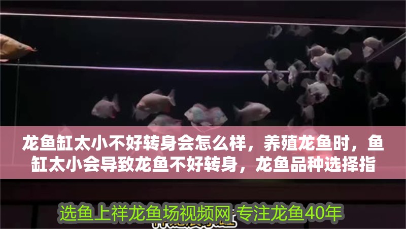 龍魚缸太小不好轉(zhuǎn)身會怎么樣，養(yǎng)殖龍魚時，魚缸太小會導(dǎo)致龍魚不好轉(zhuǎn)身，龍魚品種選擇指南 龍魚缸太小不好轉(zhuǎn)身會怎么樣，養(yǎng)殖龍魚時，魚缸太小會導(dǎo)致龍魚不好轉(zhuǎn)身，龍魚品種選擇指南 魚缸百科