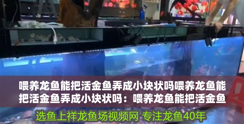 喂養(yǎng)龍魚能把活金魚弄成小塊狀嗎喂養(yǎng)龍魚能把活金魚弄成小塊狀嗎：喂養(yǎng)龍魚能把活金魚弄成小塊狀嗎