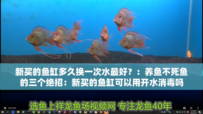 新買的魚缸多久換一次水最好？：養魚不死魚的三個絕招：新買的魚缸可以用開水消毒嗎