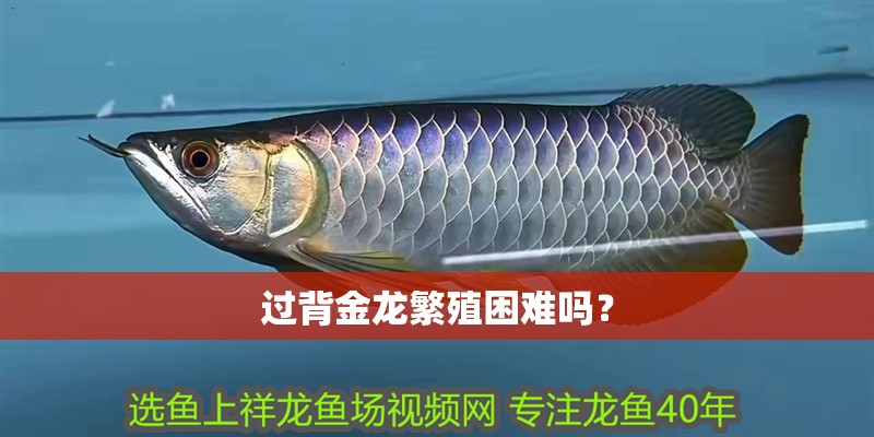 過背金龍繁殖困難嗎？