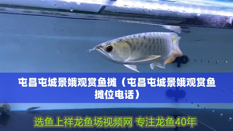 屯昌屯城景娥觀賞魚攤（屯昌屯城景娥觀賞魚攤位電話）