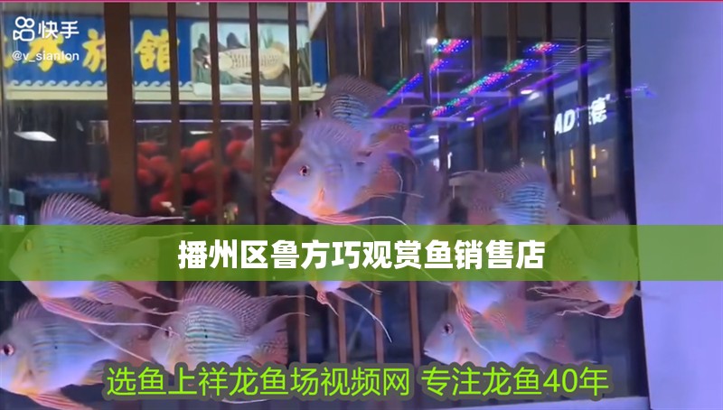 播州區魯方巧觀賞魚銷售店