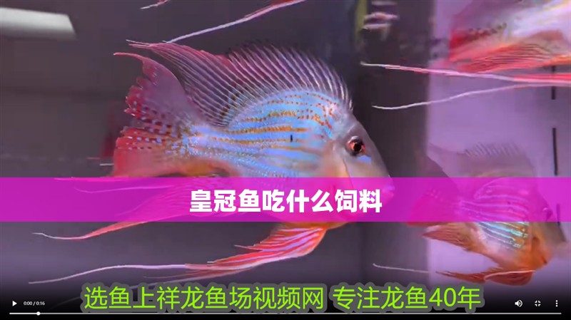 皇冠魚吃什么飼料 皇冠魚吃什么飼料 龍魚論壇