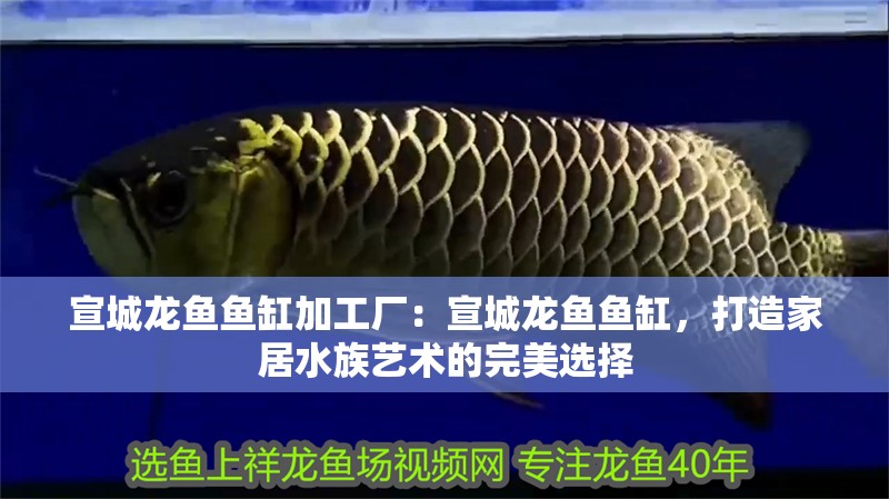 宣城龍魚魚缸加工廠：宣城龍魚魚缸，打造家居水族藝術的完美選擇