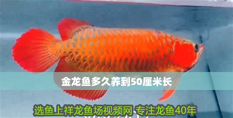 金龍魚多久養(yǎng)到50厘米長