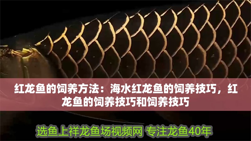 紅龍魚的飼養(yǎng)方法：海水紅龍魚的飼養(yǎng)技巧，紅龍魚的飼養(yǎng)技巧和飼養(yǎng)技巧
