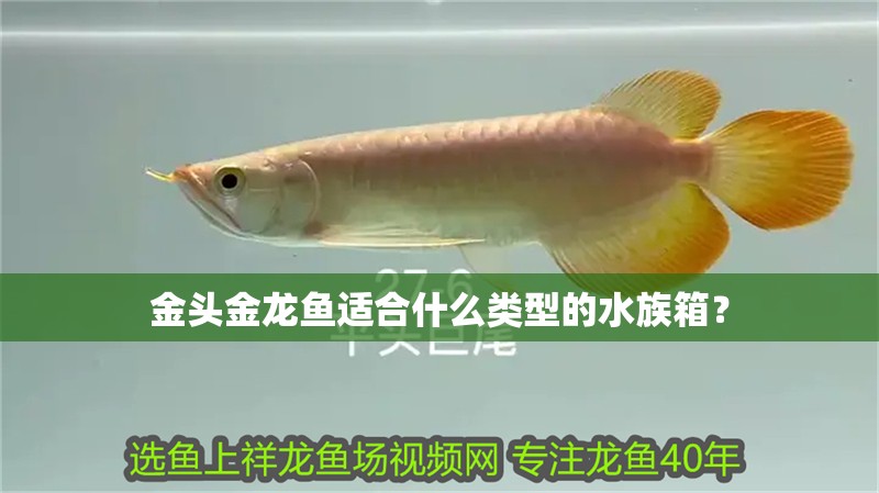 龍魚干蝦有營養嗎 金頭金龍魚適合什么類型的水族箱? 龍魚論壇 金頭金龍魚適合什么類型的水族箱? 金頭金龍魚適合什么類型的水族箱? 龍魚論壇