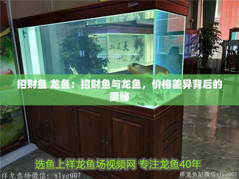 招財魚 龍魚：招財魚與龍魚，價格差異背后的奧秘