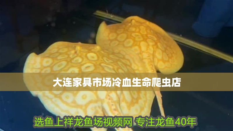 大連家具市場冷血生命爬蟲店