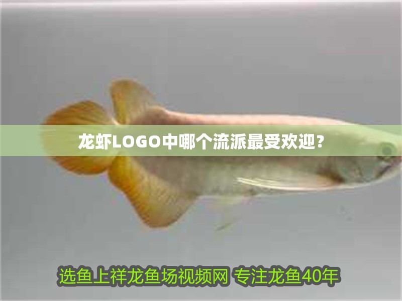 龍蝦LOGO中哪個流派最受歡迎？
